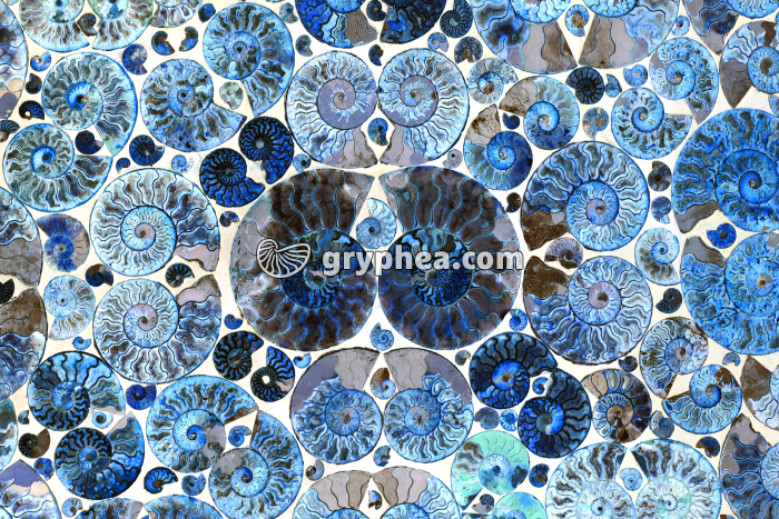 Table décorative avec ammonites - surface polie - gryphea.org